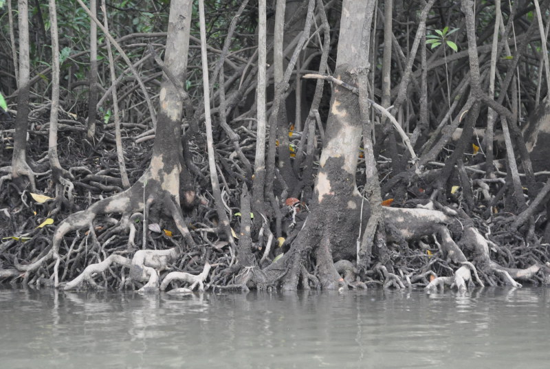 Image of Xylocarpus granatum specimen.