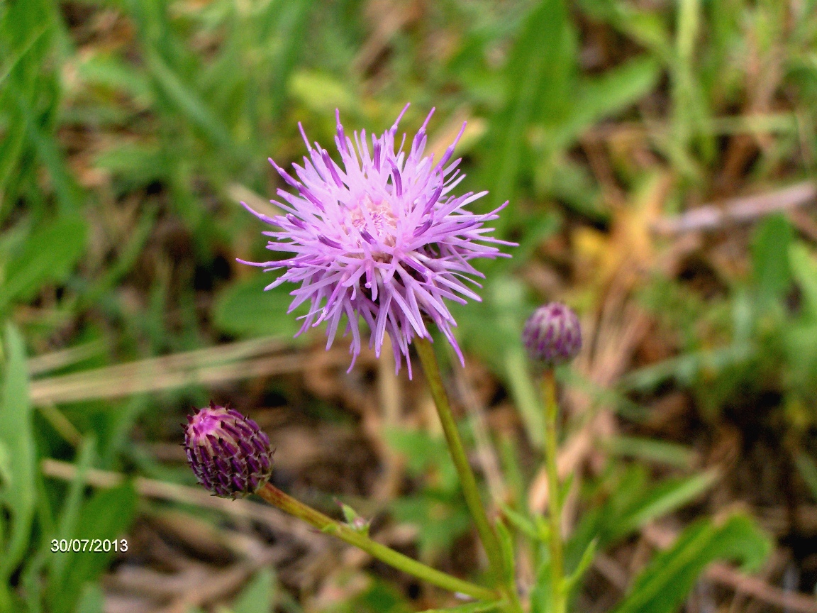 Изображение особи Cirsium setosum.