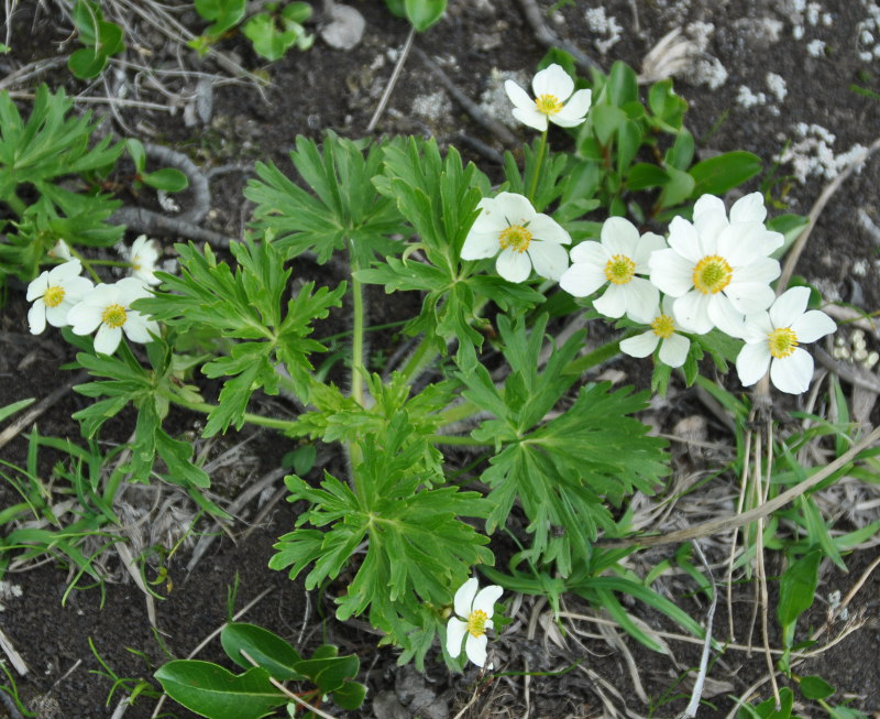 Image of Anemonastrum sibiricum specimen.