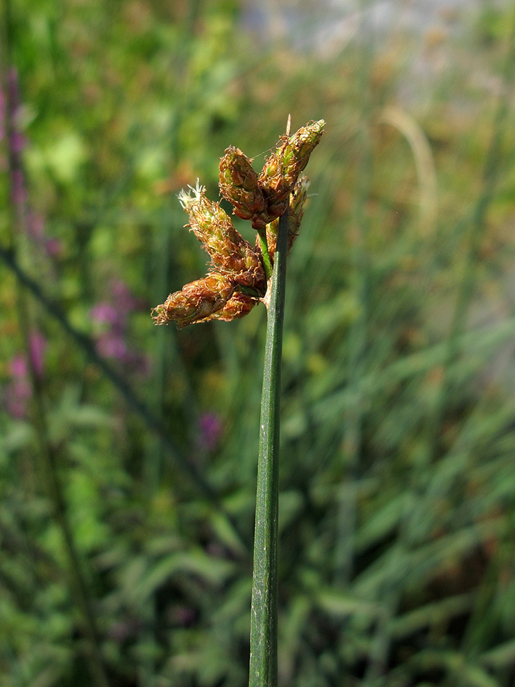 Image of Schoenoplectus triqueter specimen.