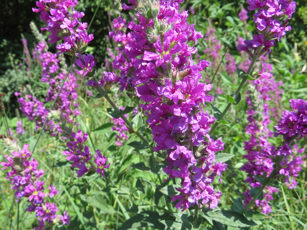 Image of Lythrum tomentosum specimen.