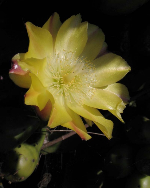 Image of Opuntia dillenii specimen.