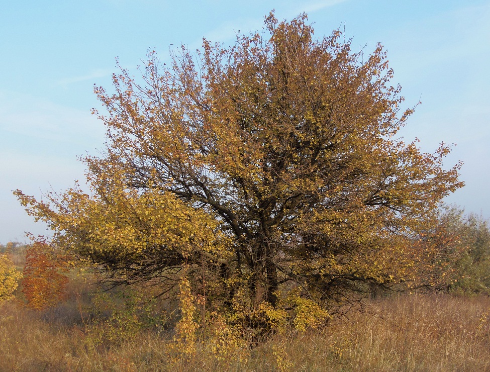 Изображение особи Pyrus pyraster.