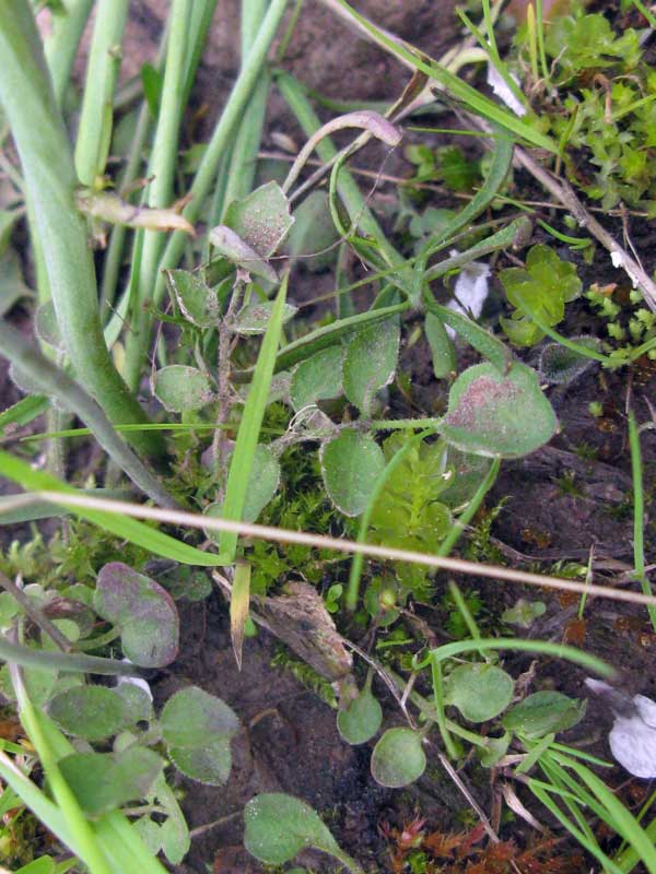 Image of Cardamine pratensis specimen.