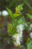 Salix phylicifolia. Верхушка побега с соплодиями. Карелия, берег небольшого островка на оз. Топозеро. 13.06.2013.