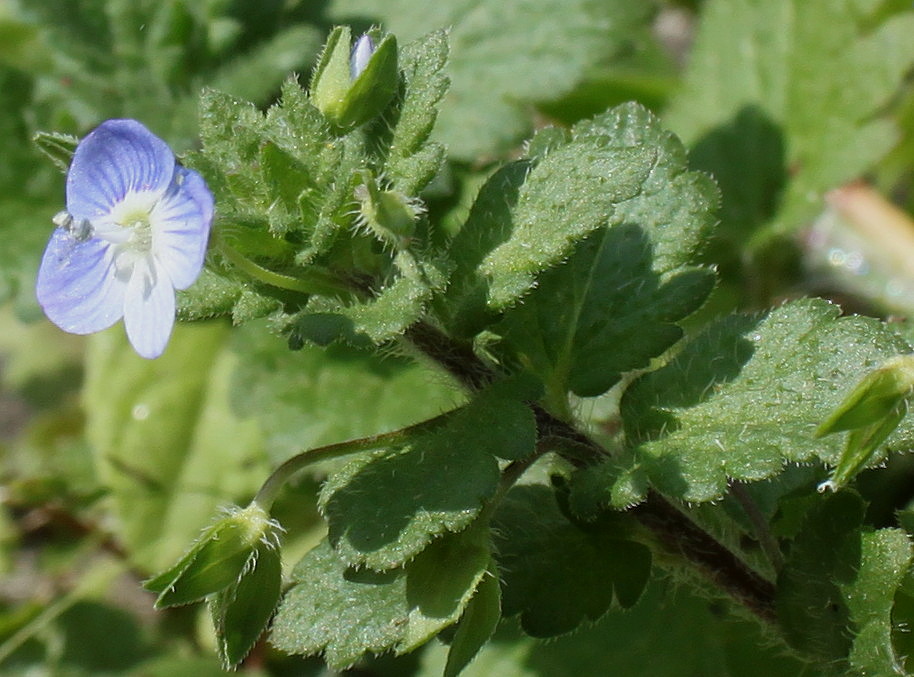 Image of Veronica polita specimen.