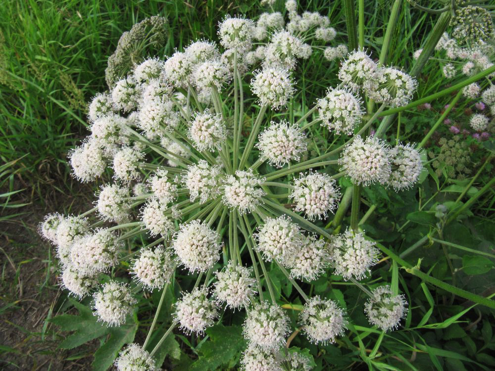 Image of Angelica sylvestris specimen.