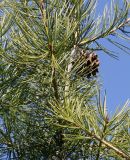 Pinus bungeana. Ветка с прошлогодней шишкой. Германия, г. Дюссельдорф, Ботанический сад университета. 10.03.2014.