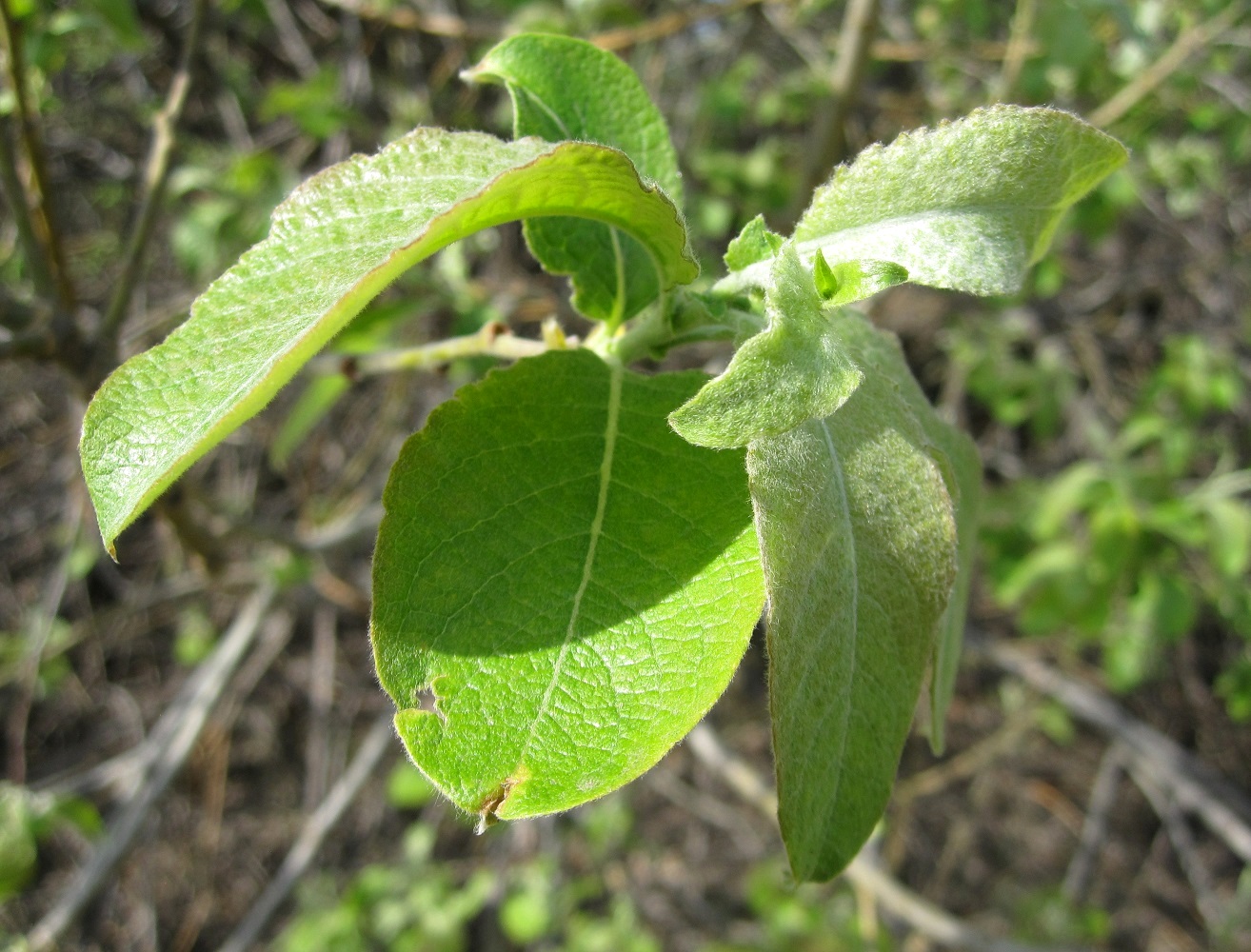 Image of genus Salix specimen.