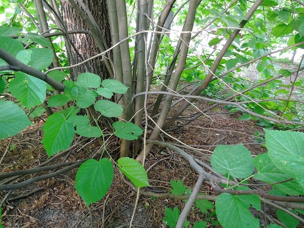 Image of genus Tilia specimen.