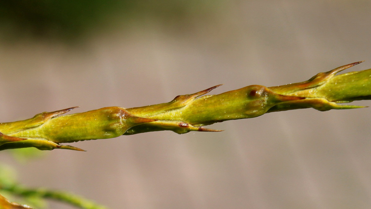 Image of Thuja plicata specimen.