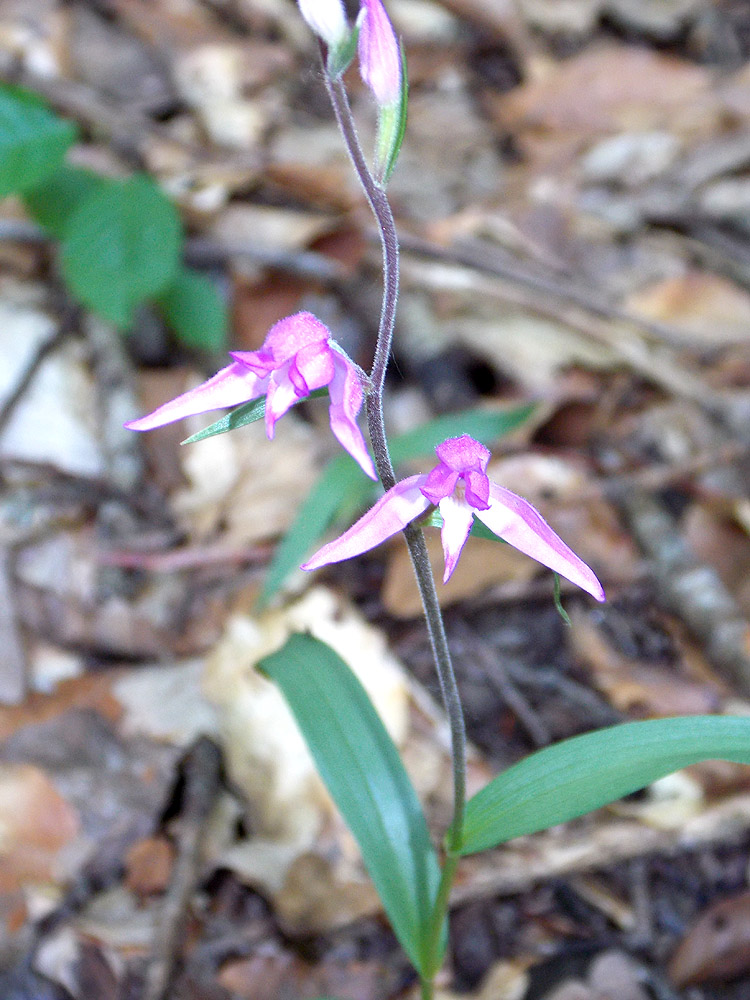 Изображение особи Cephalanthera rubra.