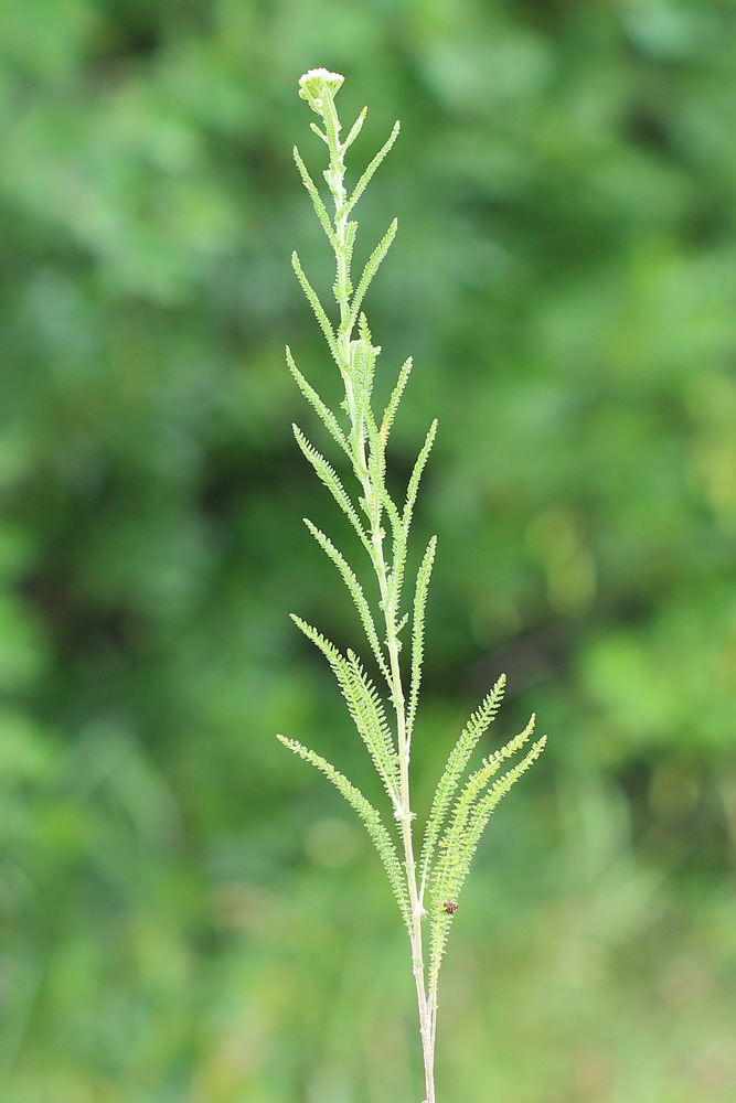 Image of genus Achillea specimen.