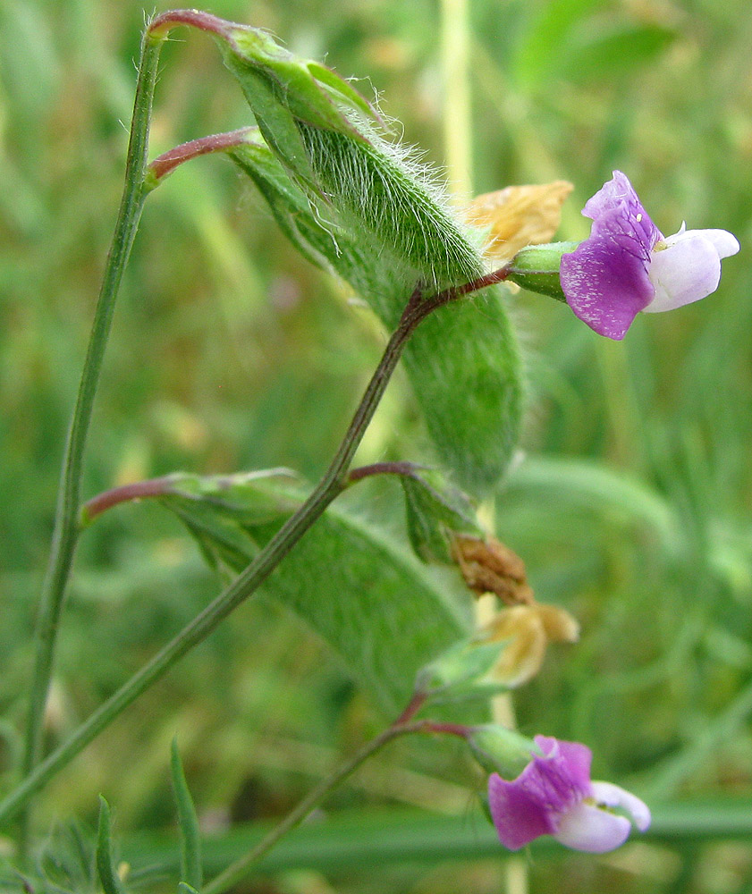 Image of Lathyrus hirsutus specimen.