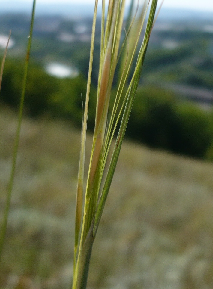 Image of Stipa capillata specimen.