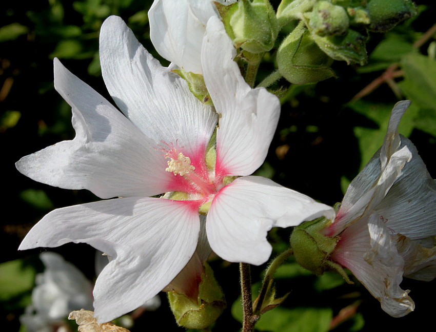 Image of Malva olbia specimen.