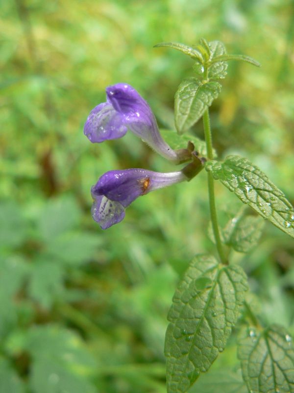 Image of Scutellaria galericulata specimen.