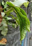 Phyllitis scolopendrium. Вайя с сорусами (обратная сторона). Германия, г. Дюссельдорф, стена ограждения. Июнь 2014 г.