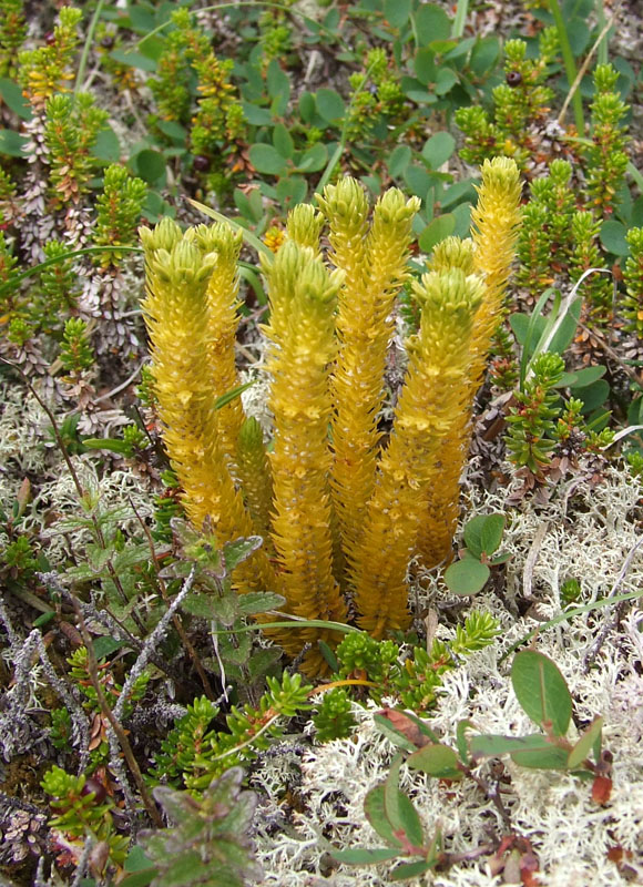 Image of Huperzia appressa specimen.