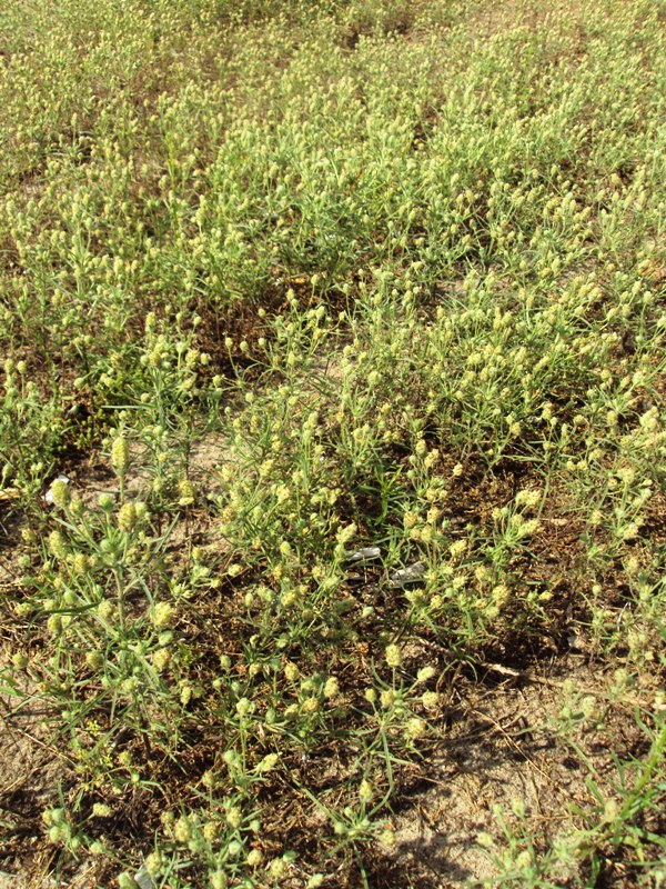 Image of Plantago arenaria specimen.