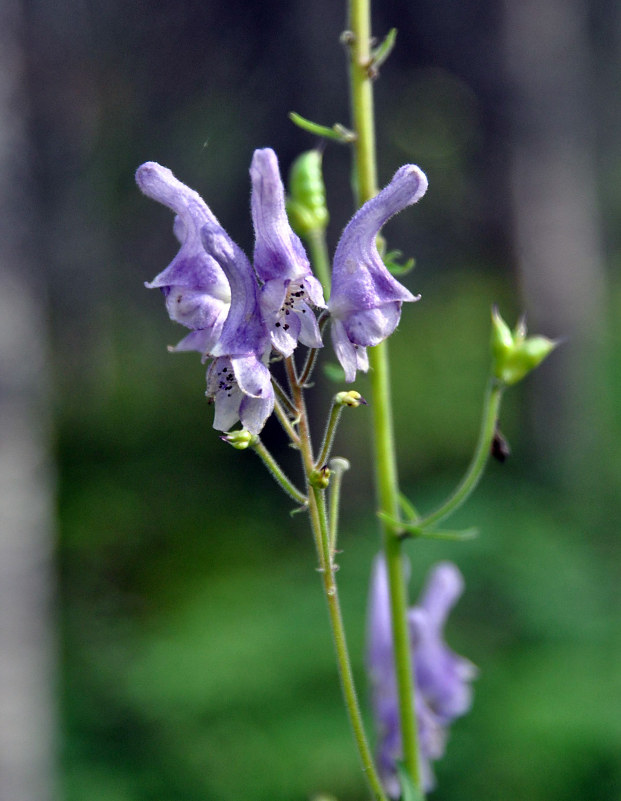 Image of Aconitum septentrionale specimen.