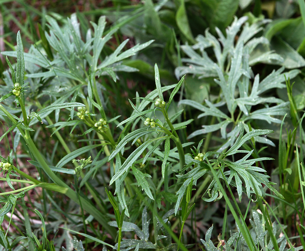 Image of Ranunculus acris specimen.