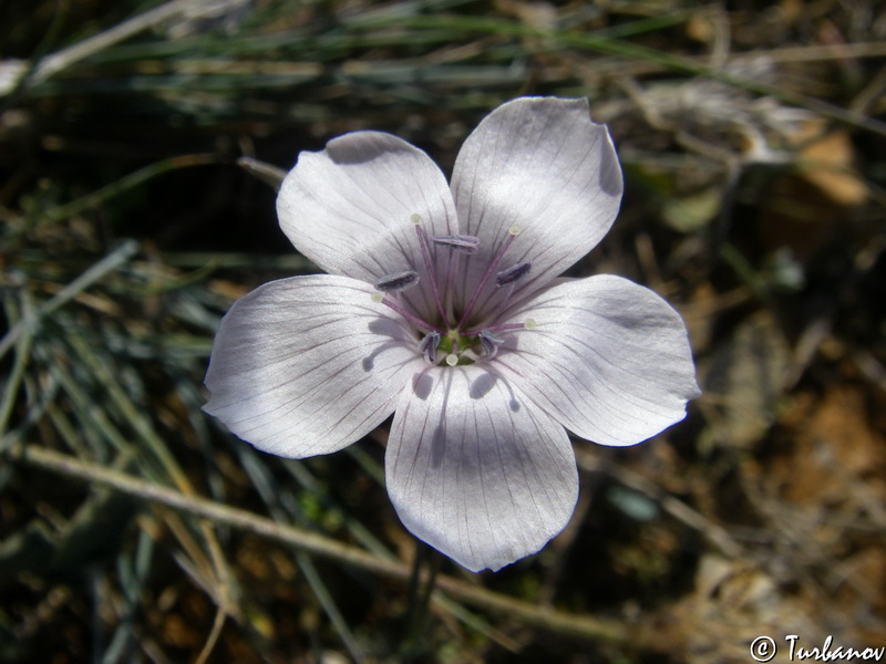 Image of Linum tenuifolium specimen.