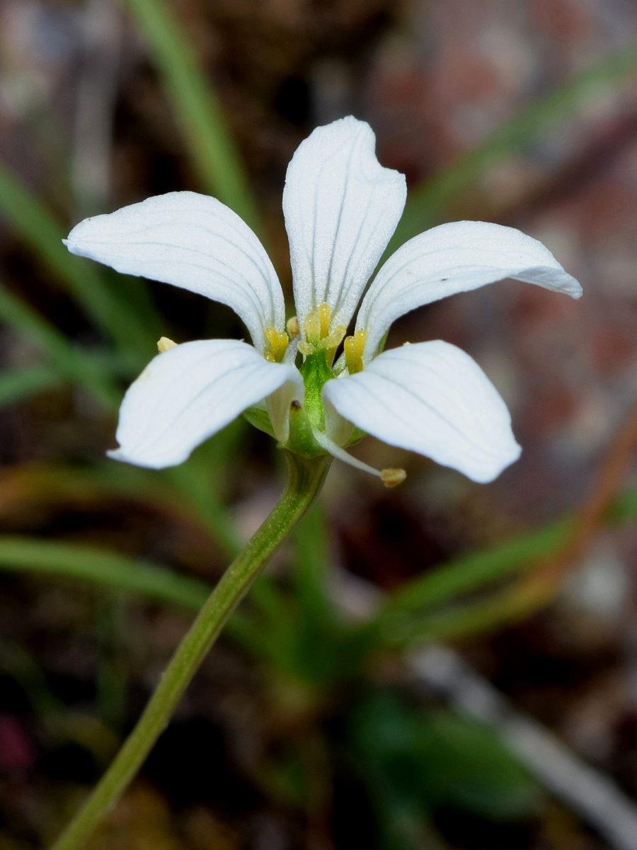 Изображение особи Parnassia laxmannii.