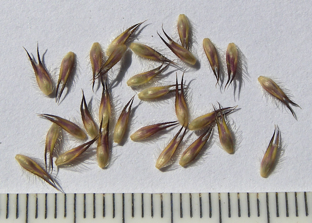 Image of Phleum alpinum specimen.