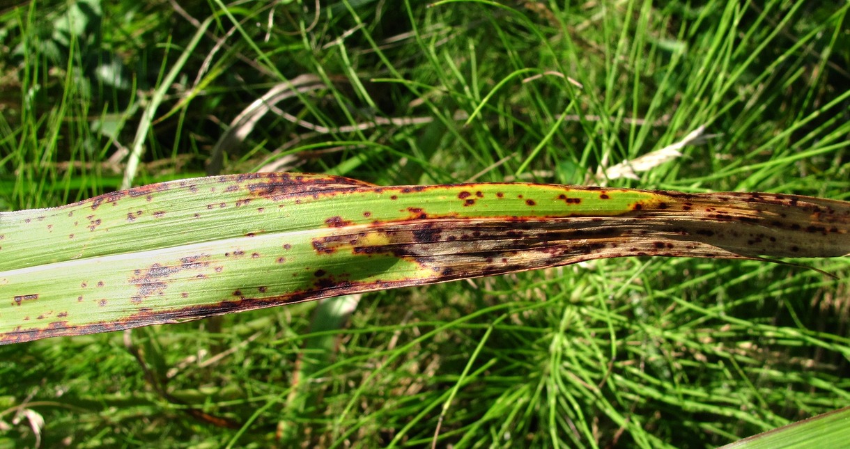 Image of Sorghum halepense specimen.