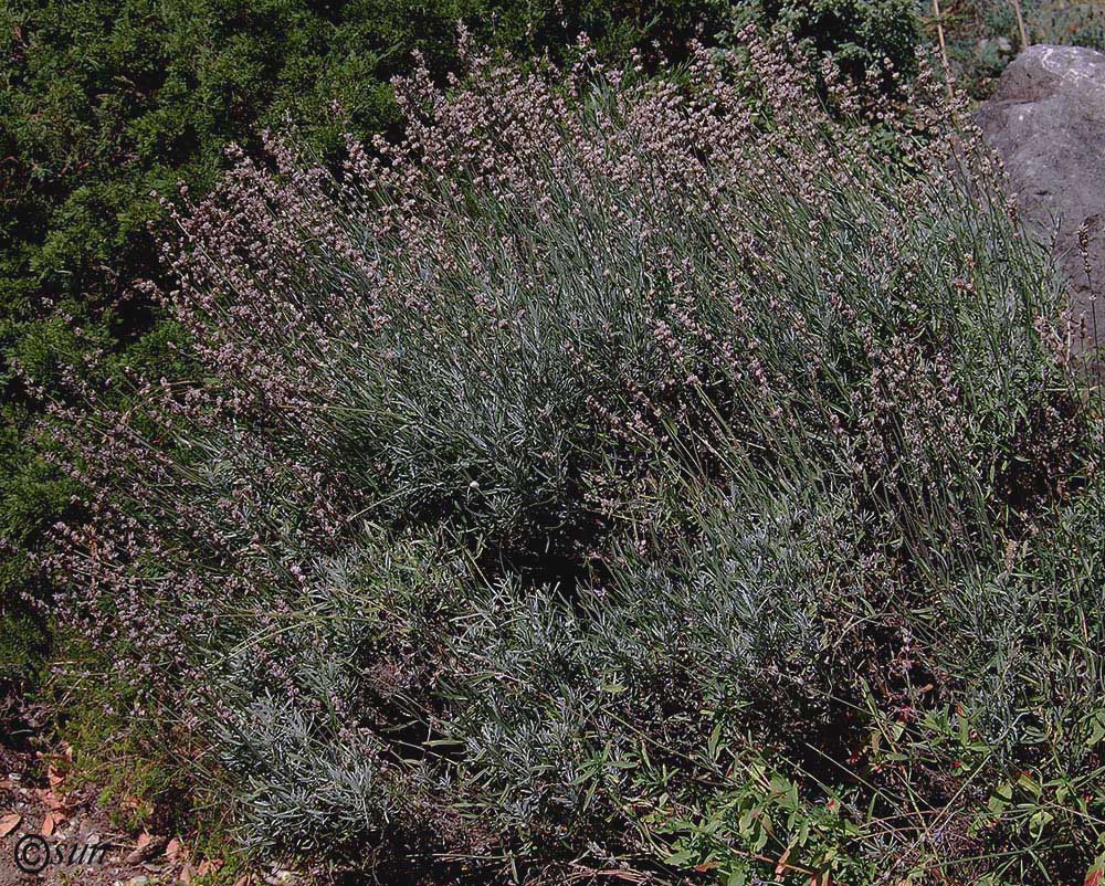 Image of Lavandula angustifolia specimen.