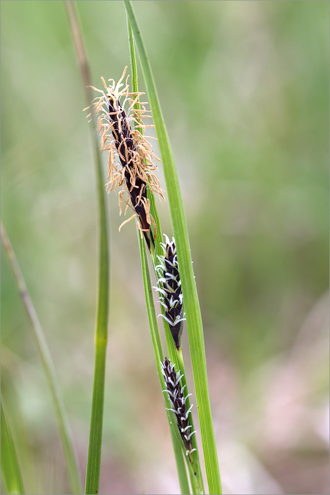 Image of Carex nigra specimen.