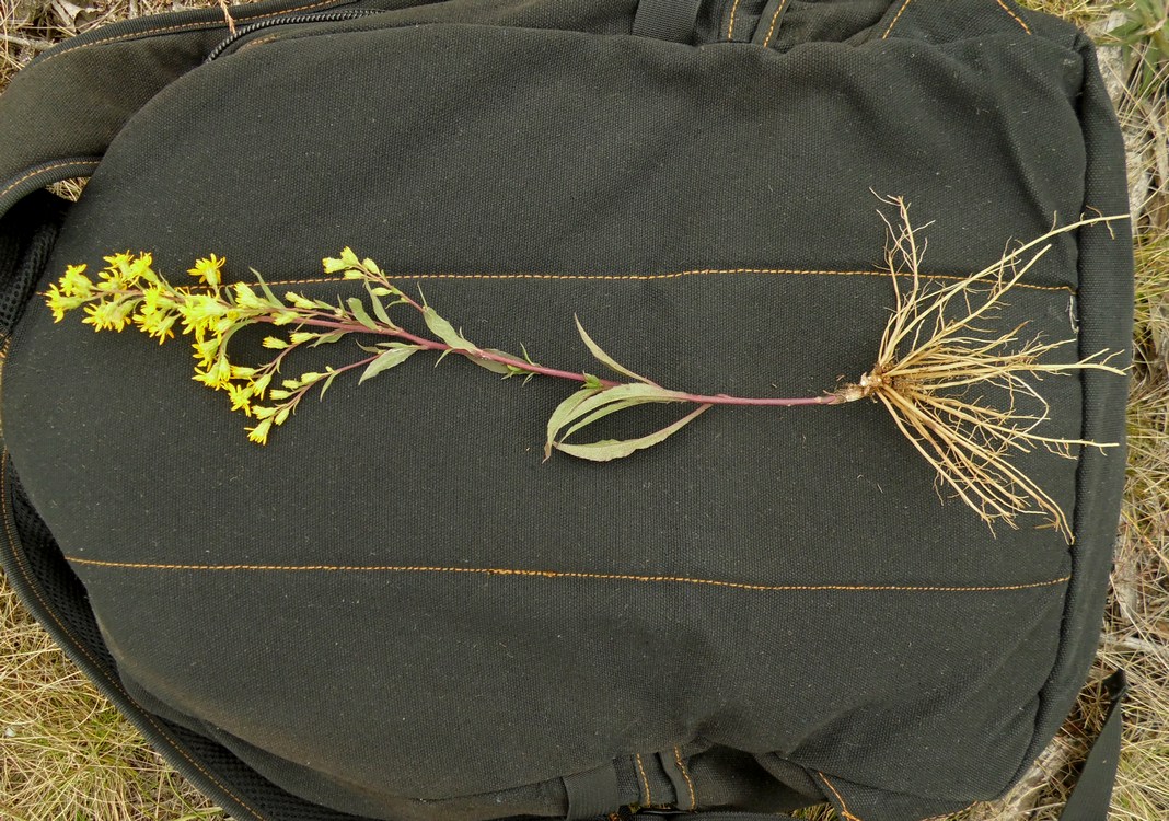 Image of Solidago virgaurea specimen.