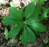 Lilium martagon. Молодое растение (вид сверху). Украина, Киев, заказник \"Лесники\", впадина на боровой террасе Днепра. 16 мая 2009 г.