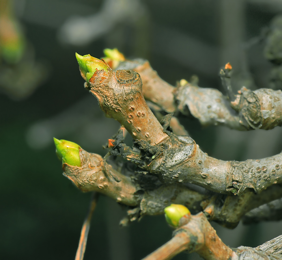 Изображение особи Parthenocissus quinquefolia.