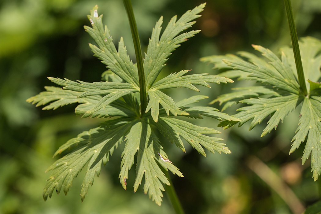 Image of Trollius ranunculinus specimen.