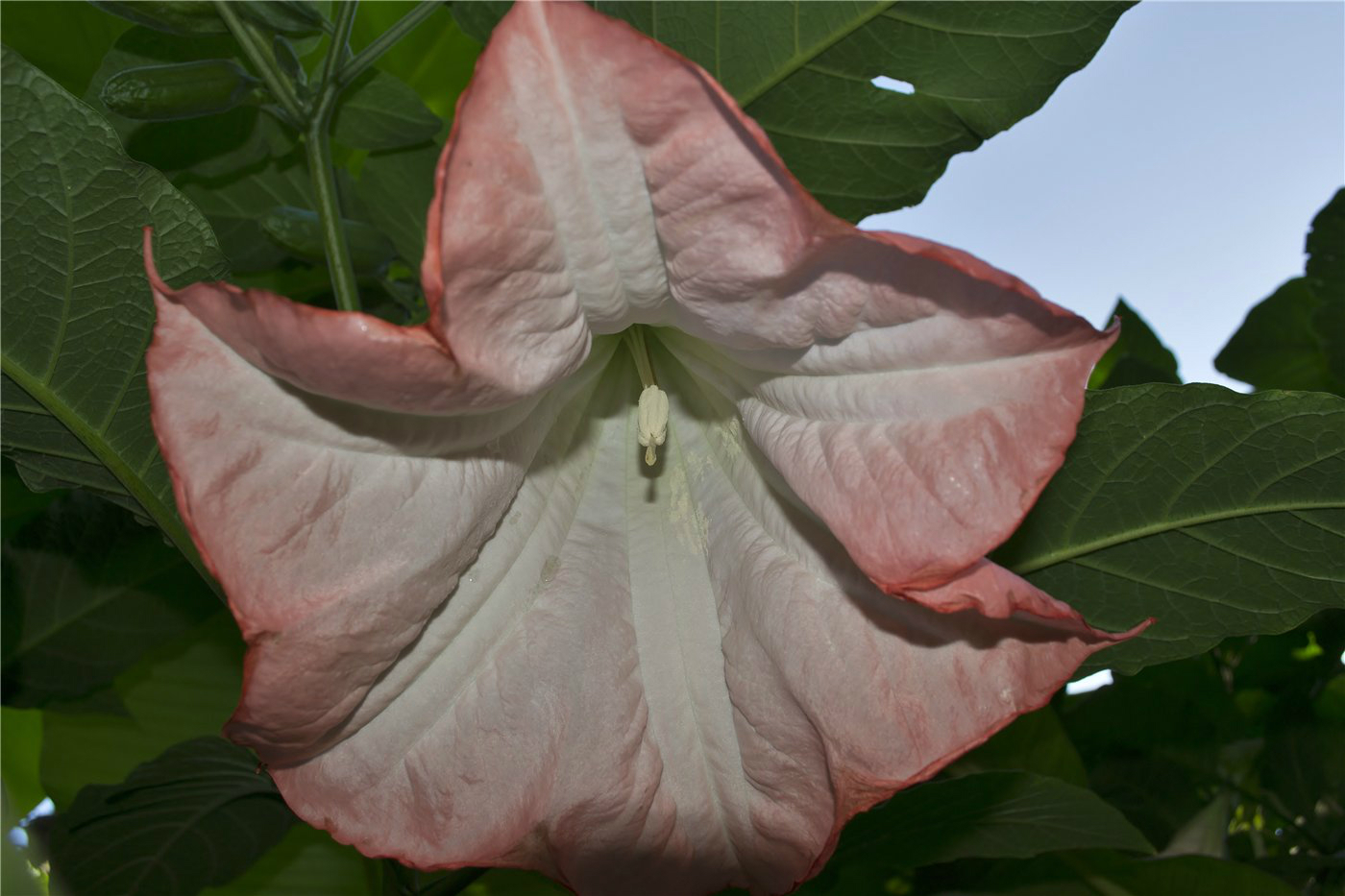 Image of Brugmansia suaveolens specimen.