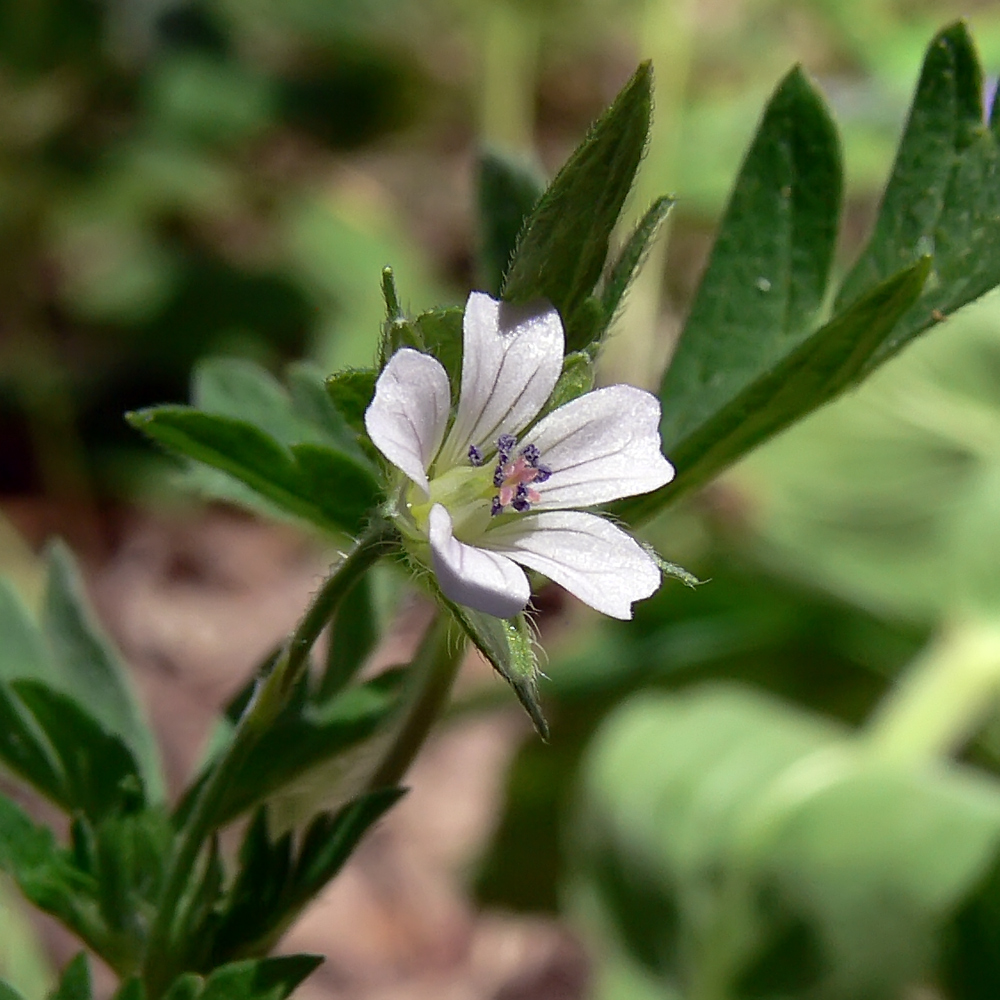 Image of Geranium sibiricum specimen.