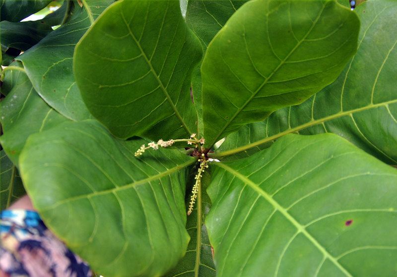 Image of Terminalia catappa specimen.