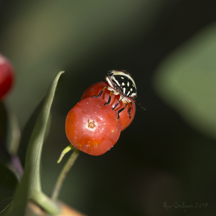 Image of Lonicera tatarica specimen.