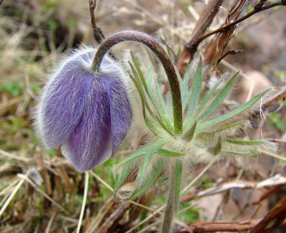 Изображение особи Pulsatilla ajanensis.