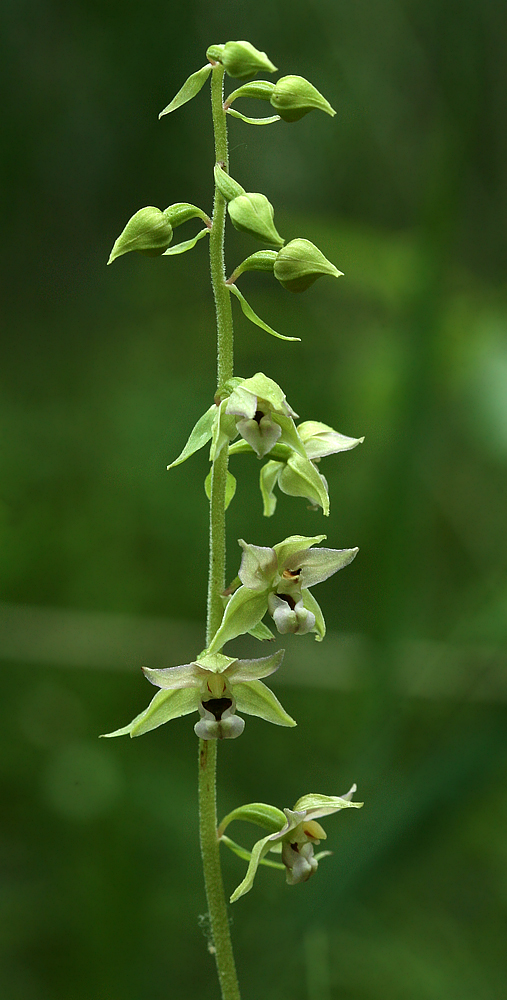 Image of Epipactis helleborine specimen.