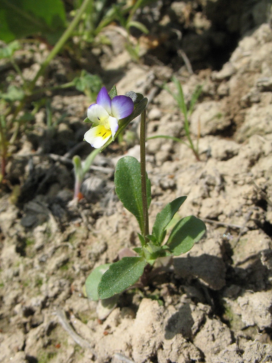 Image of Viola modestula specimen.