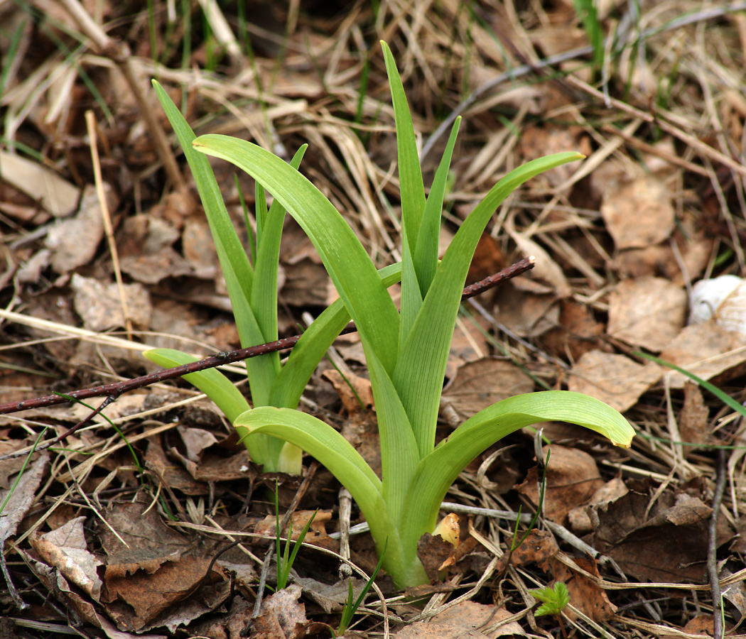 Image of Hemerocallis &times; hybrida specimen.