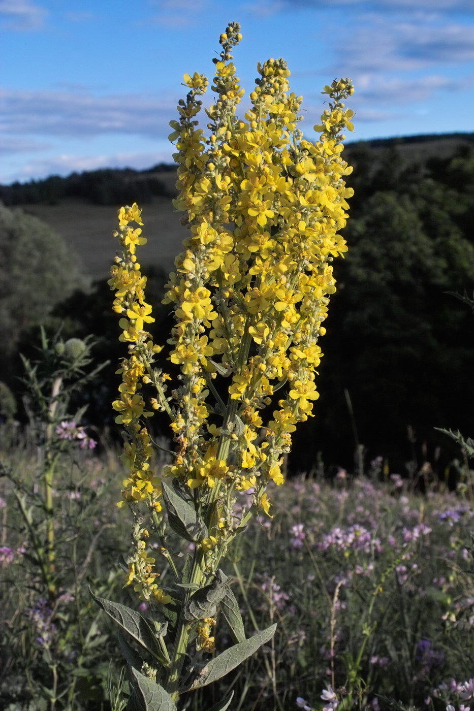 Image of Verbascum lychnitis specimen.