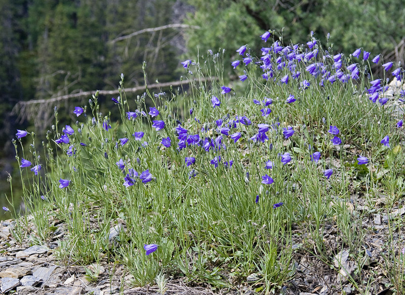 Image of Campanula rotundifolia specimen.