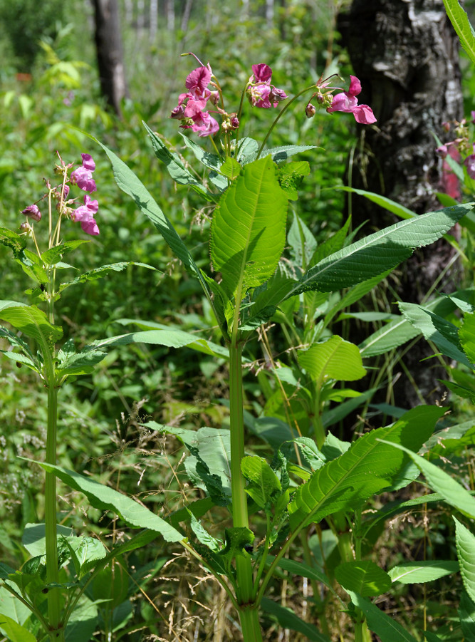 Image of Impatiens glandulifera specimen.