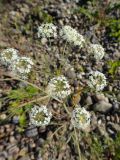 Cicuta virosa. Соцветие. Иркутская обл., Иркутский р-н, дер. Позднякова, долина р. Куда, берег старицы, галечник. 01.07.2016.