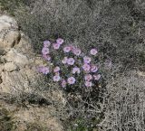 Helianthemum vesicarium