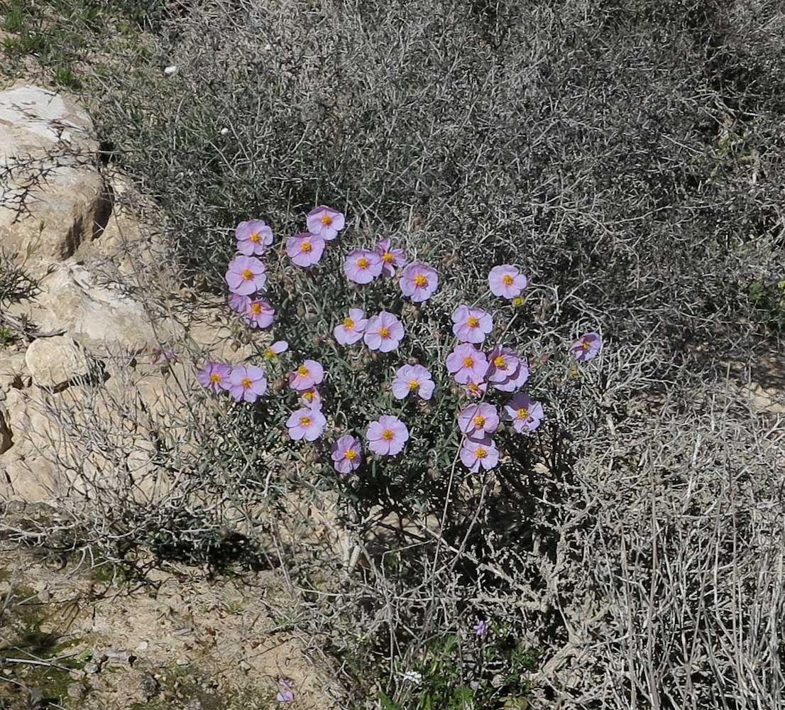 Image of Helianthemum vesicarium specimen.